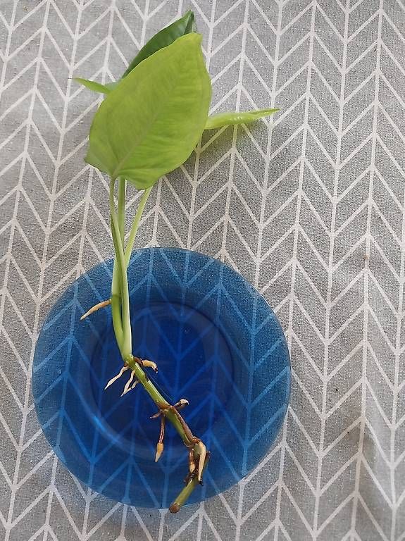Pflanzen & Samen: Syngonium podophyllum Trileaf Wonder – Gebraucht aus Schwaderloch von bademeister79