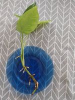 Syngonium podophyllum Trileaf Wonder