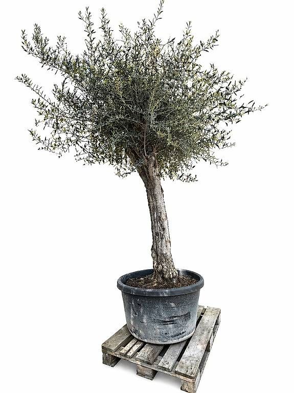 Pflanzen & Samen: Olivenbaum "Olea Europea 015 – Neu und originalverpackt aus Zuckenriet von Thur_Plant