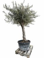 "Winterhart" Olivenbaum "Olea Europea 015