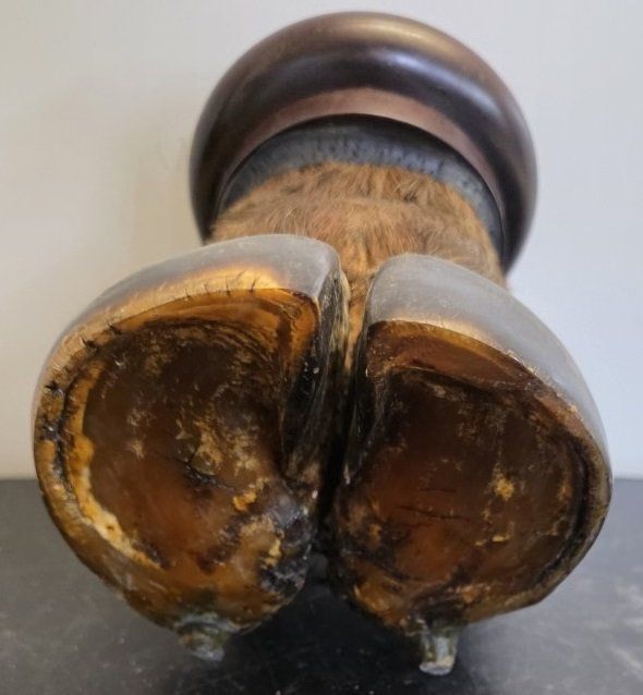 Aschenbecher: Aschenbecher, der aus dem Huf eines Kaffernbüffels – Gebraucht aus Flums von Flumsantik 4