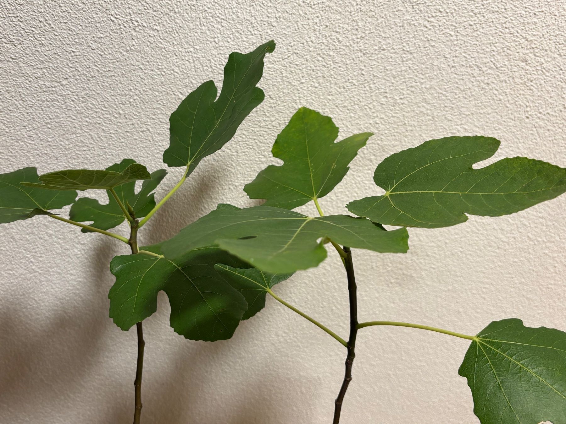 Plantes & graines: Feigenbaum 2 Stück – D'occasion à Wil SG par Mogli301 1