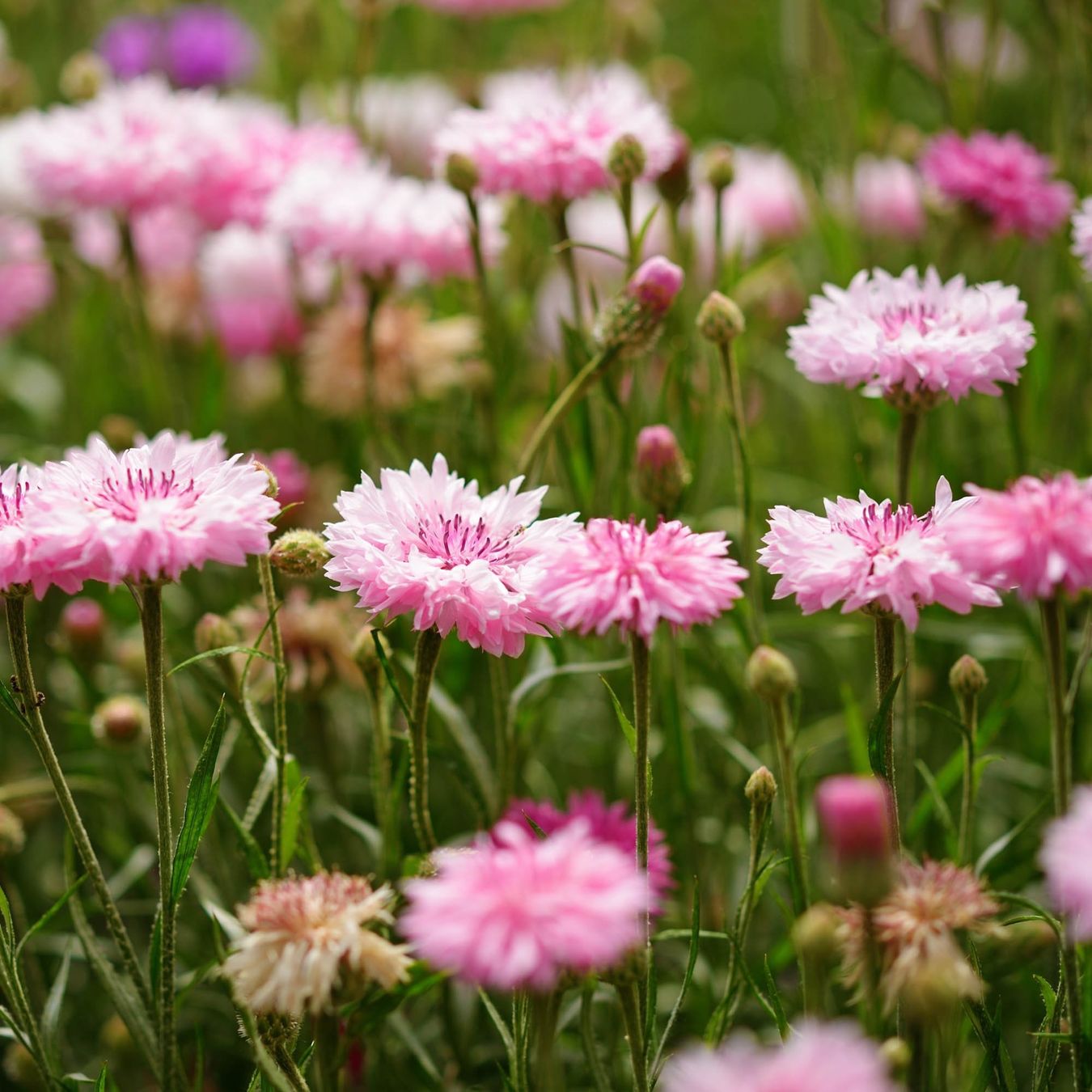Pflanzen & Samen: 200 Samen Kornblume PINK BALL – Neu (gemäss Beschreibung) aus Ehrendingen von VerveinaSamen 3
