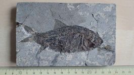 fossiler Fisch aus China