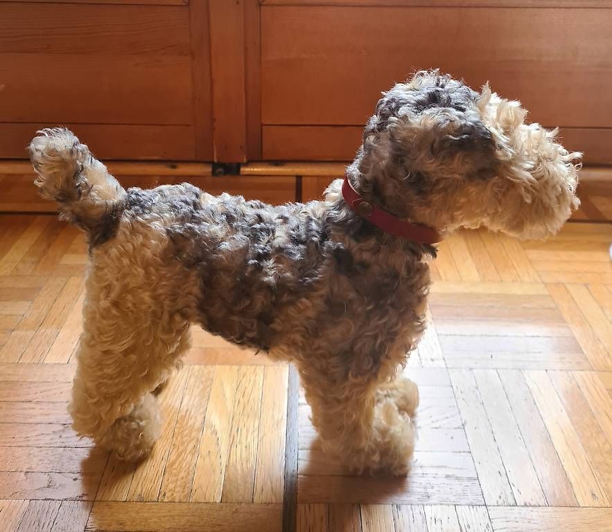 Steiff Giocattoli: Fox terrier peluche marque Steiff – Usato da Petit-Lancy venduto da sop_vkf9 2
