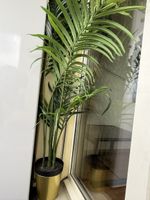 PLANTE 