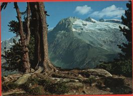 FIESCH Alte Arve im Naturschutzgebiet ALETSCHWALD