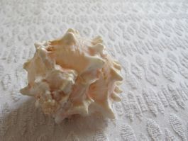 grosse Muschel Sammelauflösung  Masse: ca. 8,5 x 7 x 6 cm