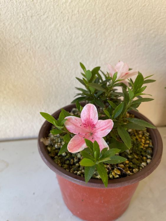 Azalea satsuki ab 1. Kaufen auf Ricardo