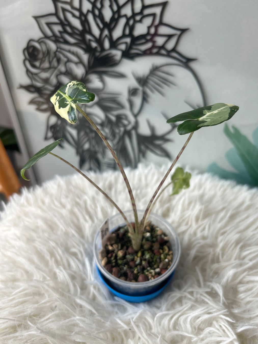 Piante & sementi: Alocasia Sarian Albovariegata – Nuovo (secondo la descrizione) da Scherzingen venduto da Elefantenohr.ch 2