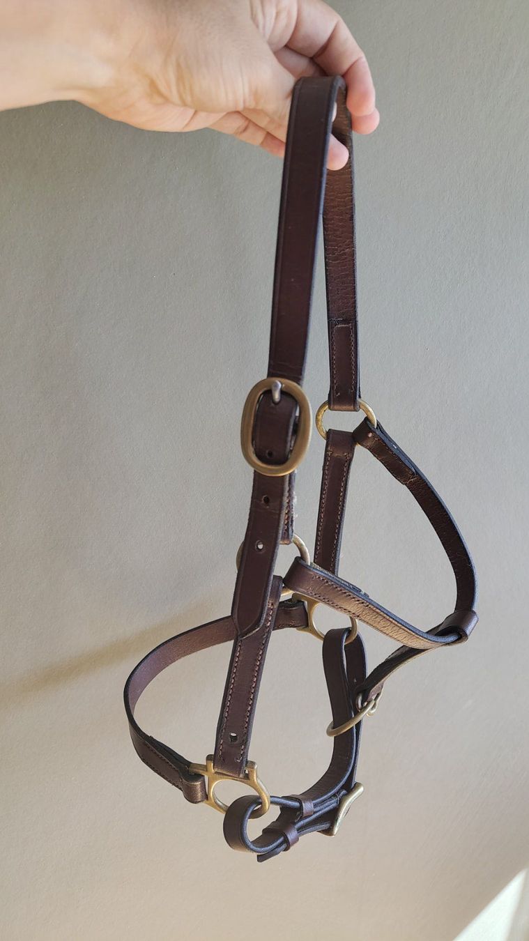 Briglie & Cavezze: Halfter Jungpferd/Pony, Leder – Usato da Emmenbrücke venduto da cla_sf98
