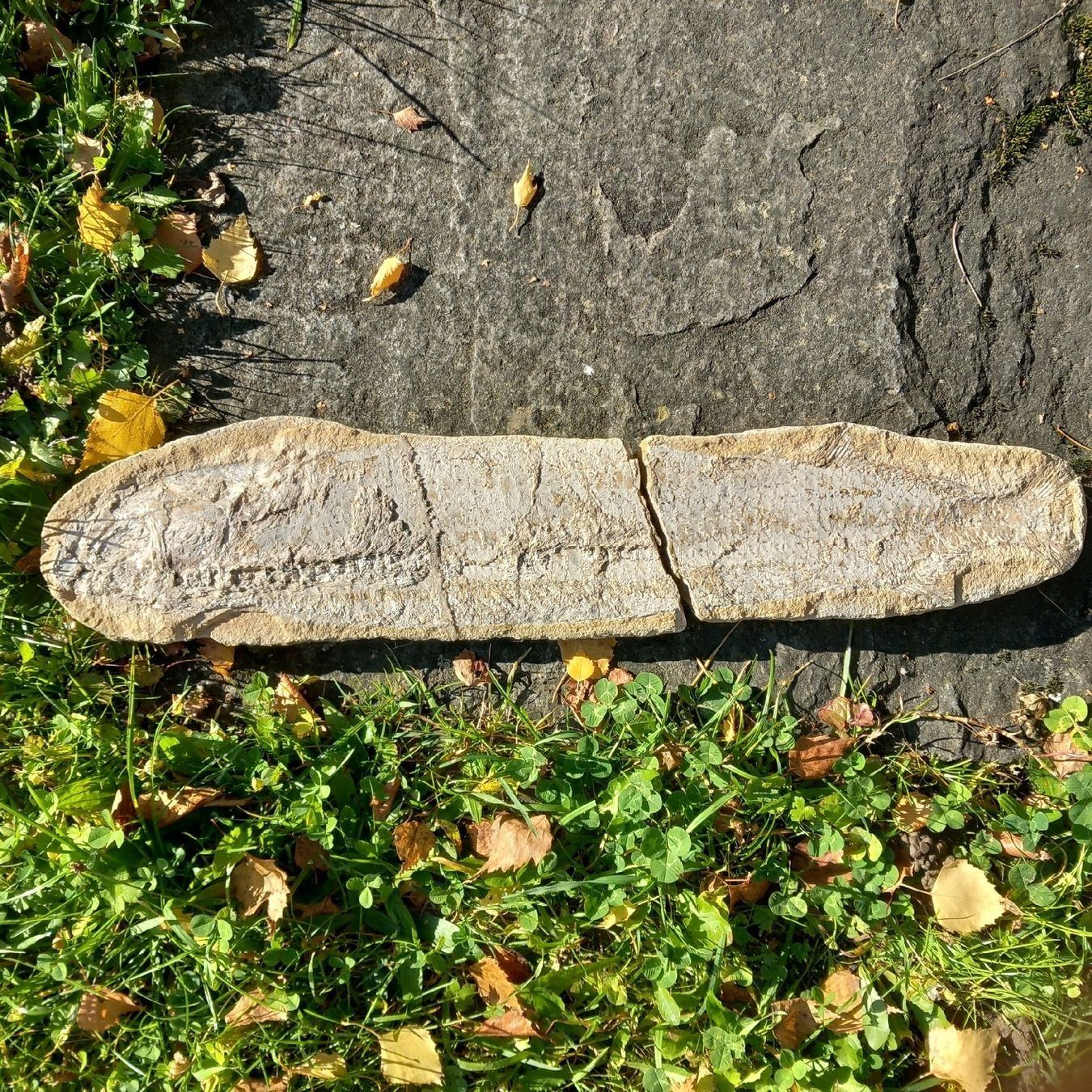 Fossili: fossilien Fisch – Usato da Ganterschwil venduto da zaz_h9b6