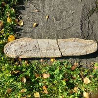 fossilien Fisch