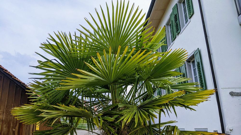 Tessinerpalme Hanf Palme Schweizer Zucht 2.9m 140cm Stamm Kaufen