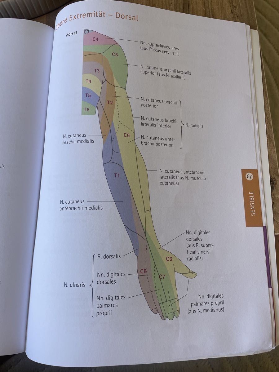 Libri: Anatomische Tafeln Anatomiebuch – Usato da Allschwil venduto da leo_52gc 4