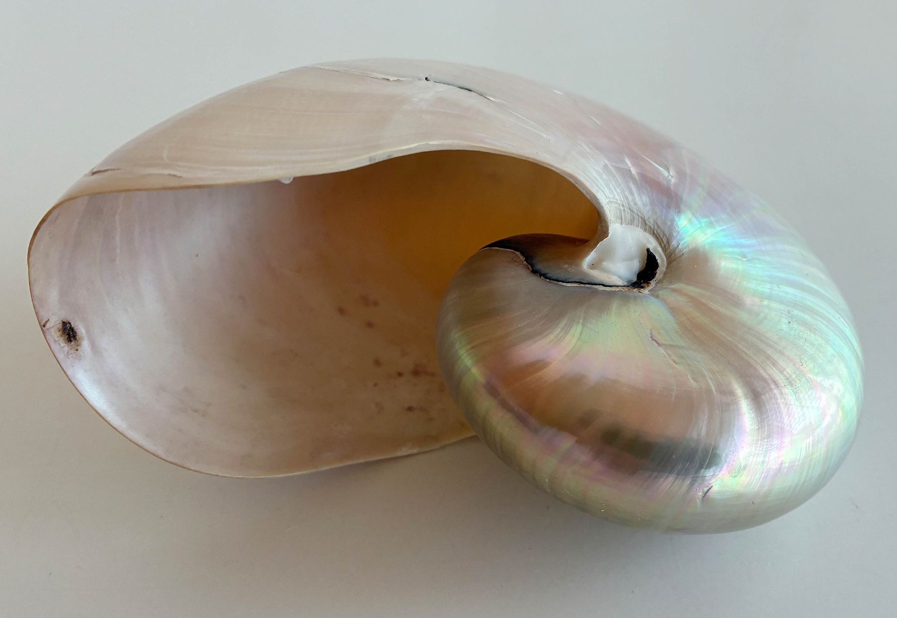Fossilien: Nautilus / Perlboote – Gebraucht aus Bäretswil von robsonantik 3