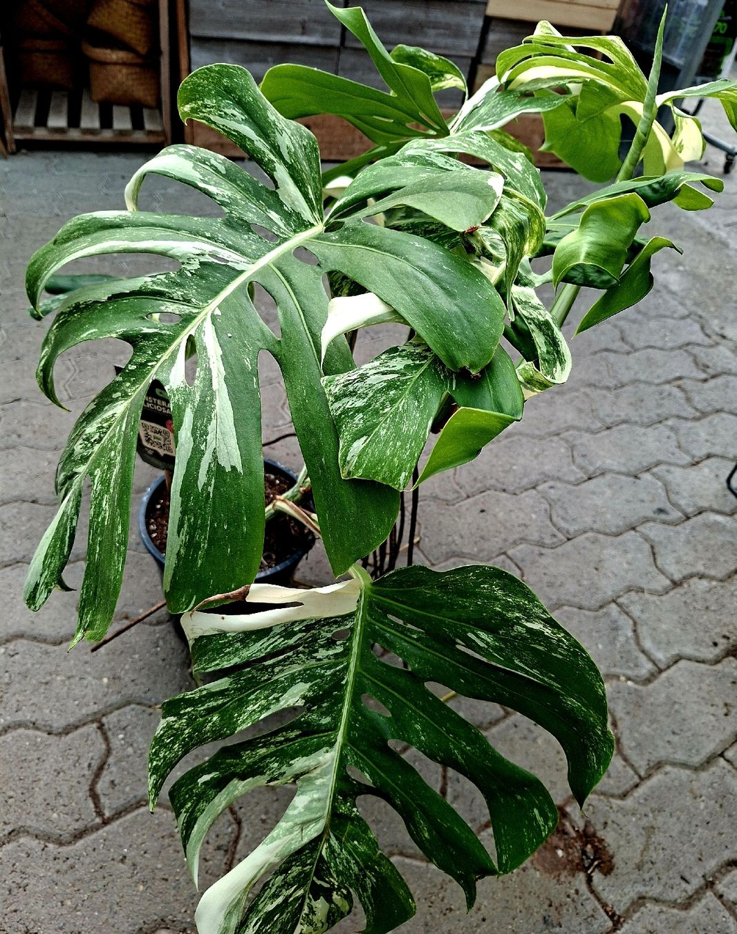 Pflanzen & Samen: RARISSIMO!!! H: XL 80 cm "Monstera Thai Constellation" – Neu und originalverpackt aus Rovio von POSITIFFARTandPLANTS 5