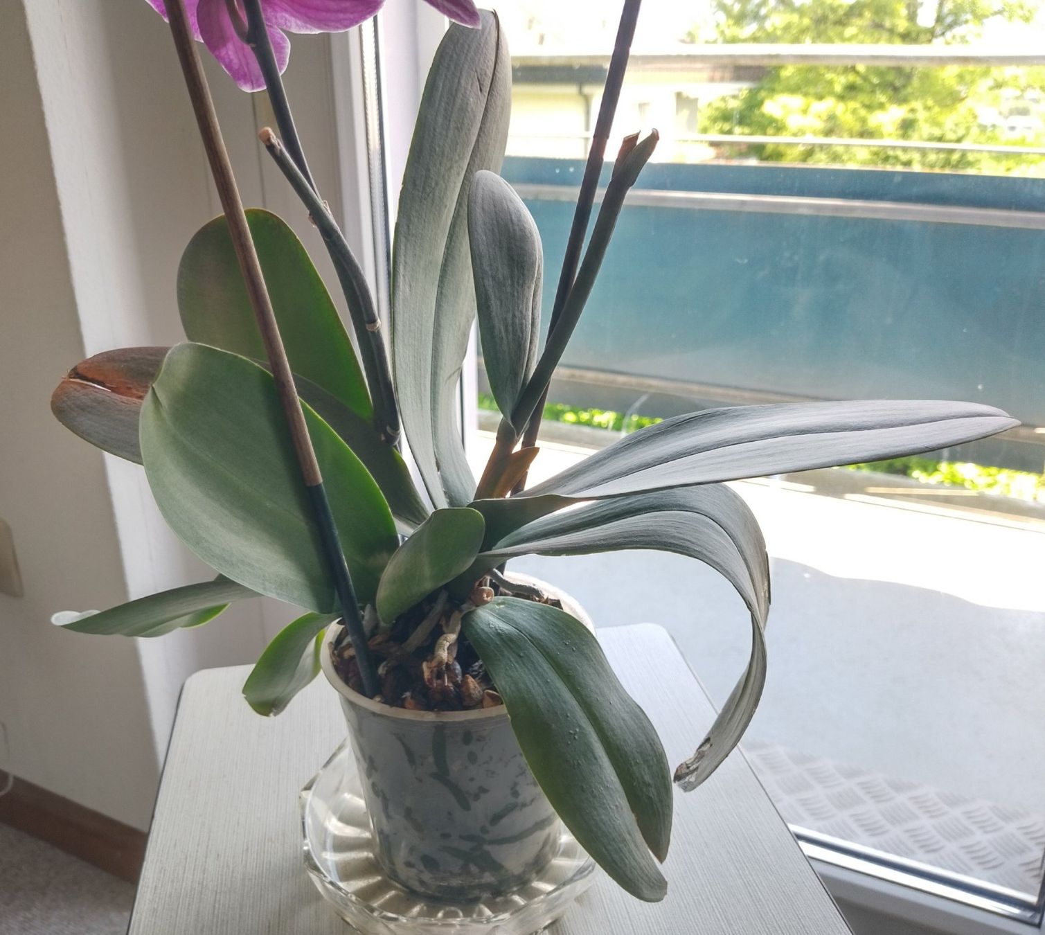 Piante & sementi: Orchidee Phalaenopsis🌸 – Usato da Jona venduto da Argus36 4