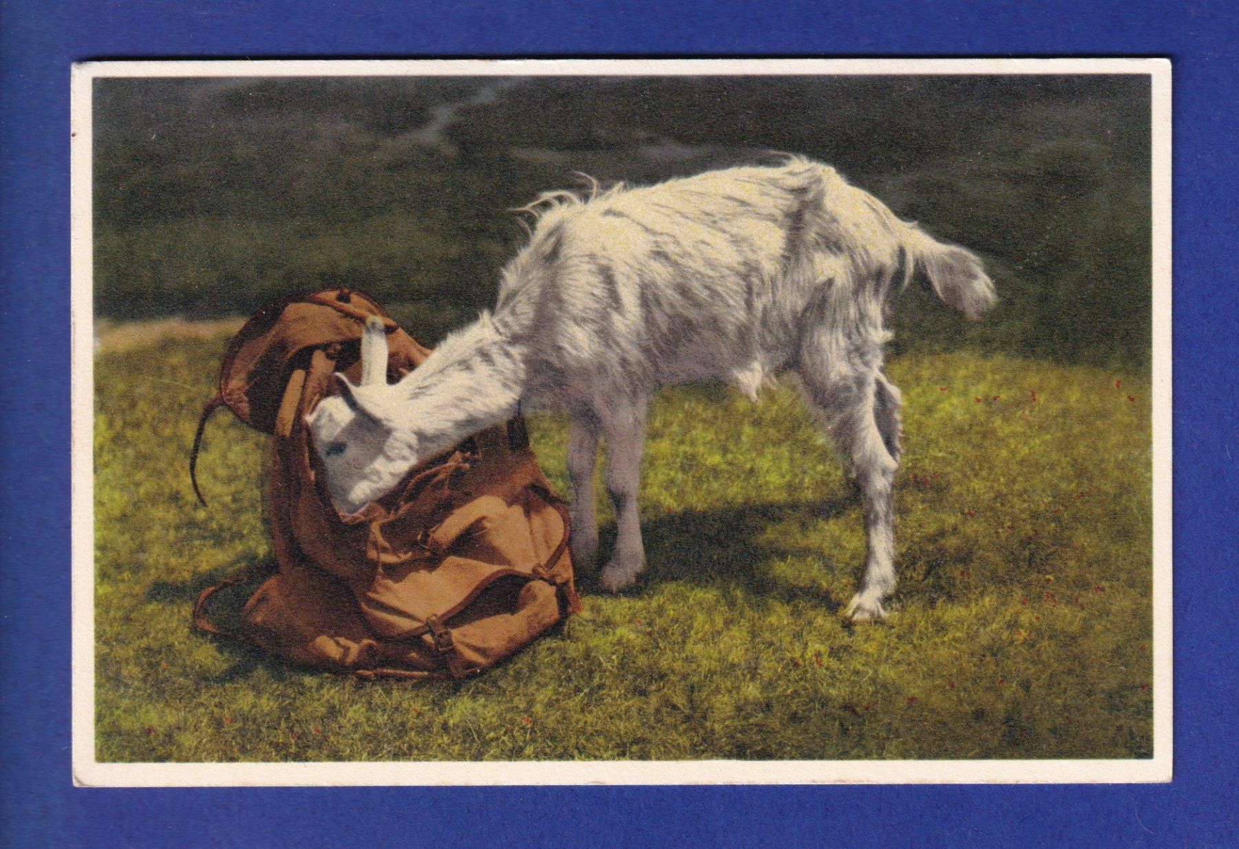 Cartes postales: CHEVRE – D'occasion à Pully par nicecards-shop