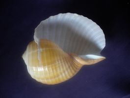 Riesengrosse  Muschel 15 cm selten