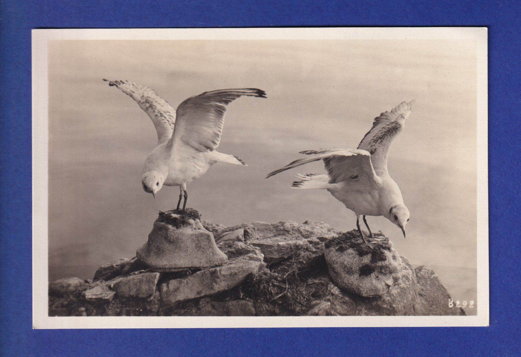 Cartes postales: OISEAU - Mouettes – D'occasion à Pully par nicecards-shop