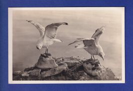 OISEAU - Mouettes