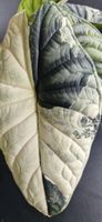 🤩Alocasia Dragon Scale Albo Variegata Rhizom 