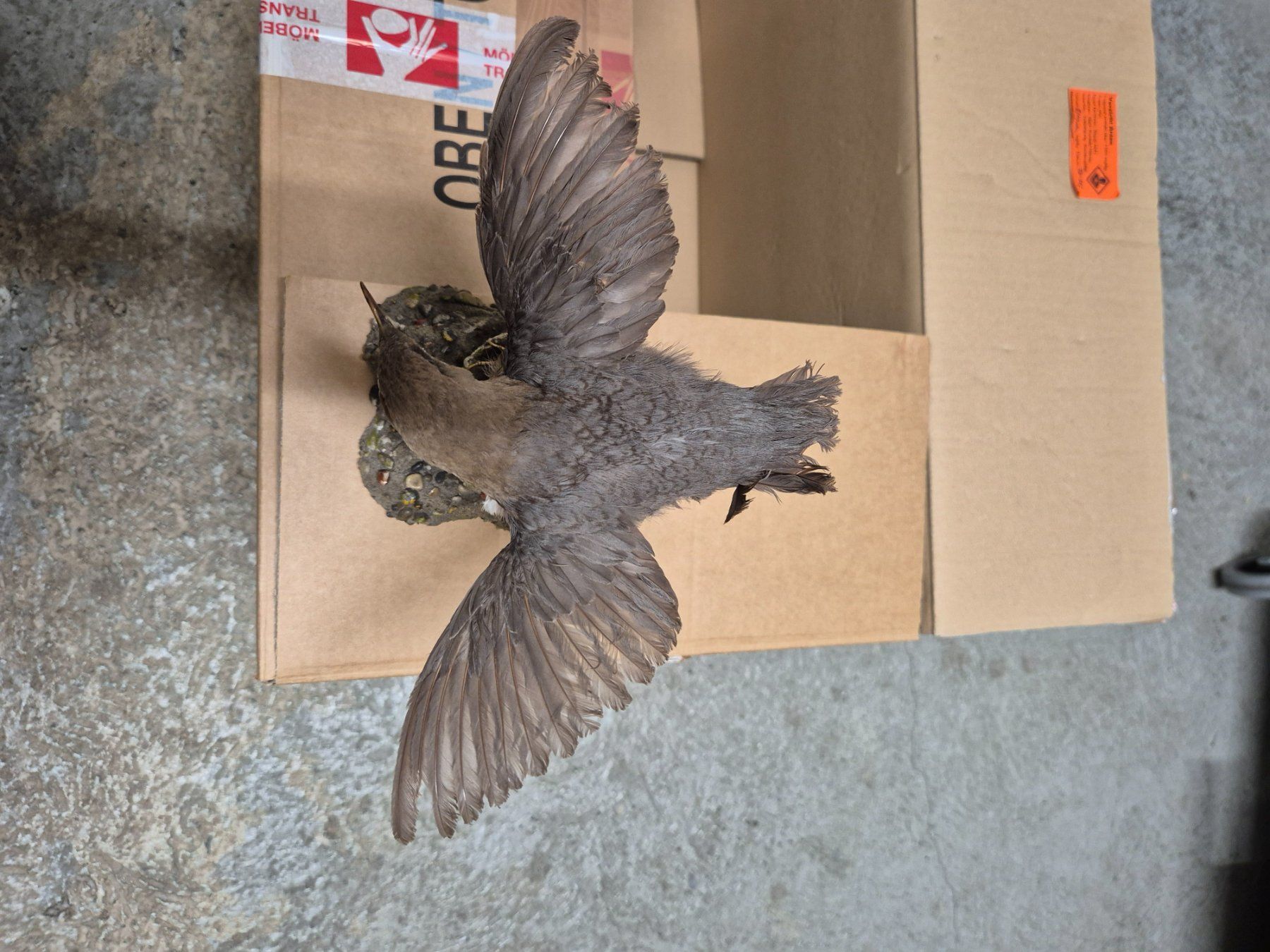 Il mondo degli animali: Ausgestopfte Vögel – Usato da Zürich venduto da Weml 4