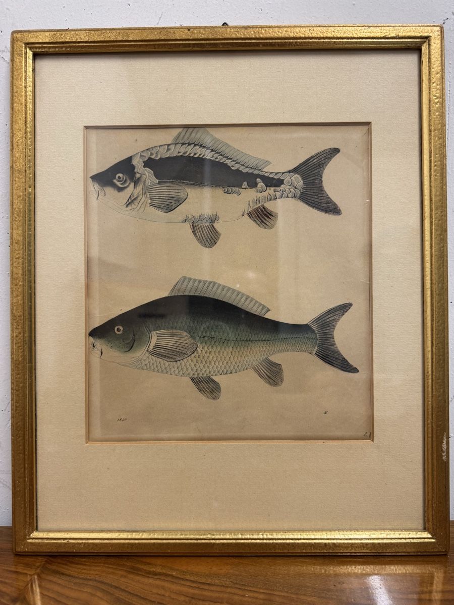 Incisioni: Fisch-Illustration Karpfen Stich im Rahmen – Usato da Zug venduto da mame73