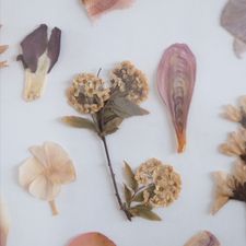 Profile image of herbalpoetry