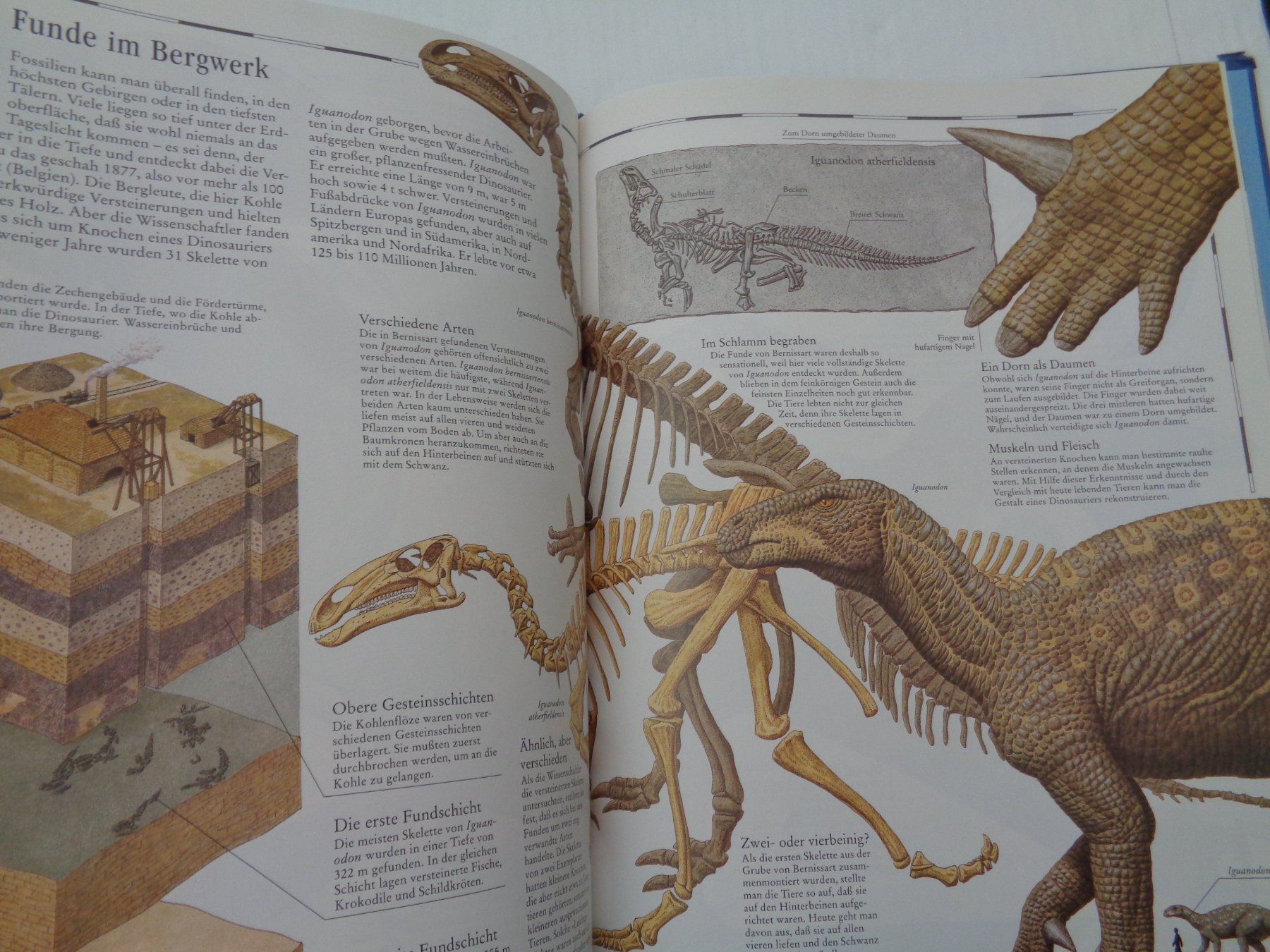Libri: Bildatlas der Dinosaurier - entdecken - vergleichen – Usato da Chur venduto da Oregano1 7