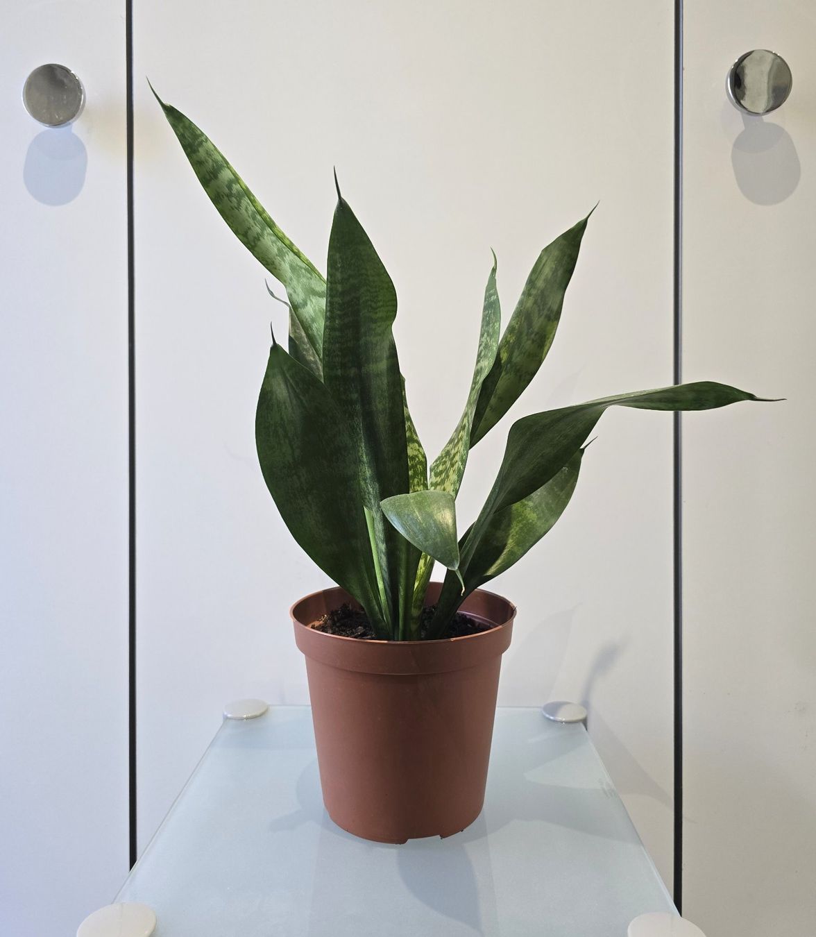 Piante & sementi: Pflanze Sansevieria / Bogenhanf 47 cm – Usato da Oetwil an der Limmat venduto da dhantal 1