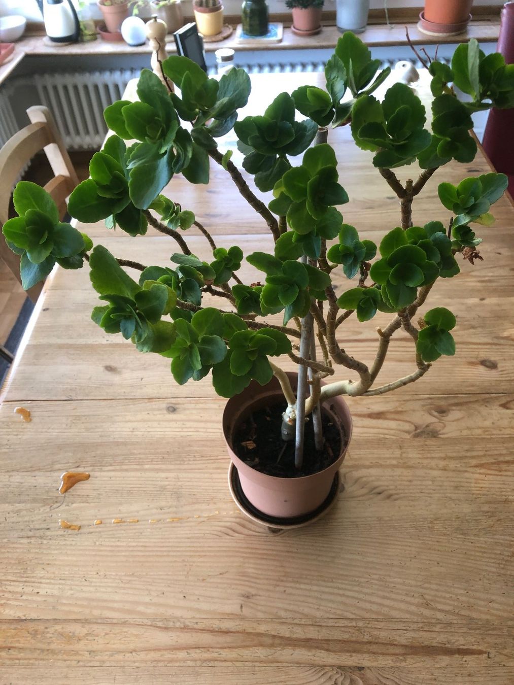 Pflanzen & Samen: Kalanchoe – Gebraucht aus Zürich von peterle01 1