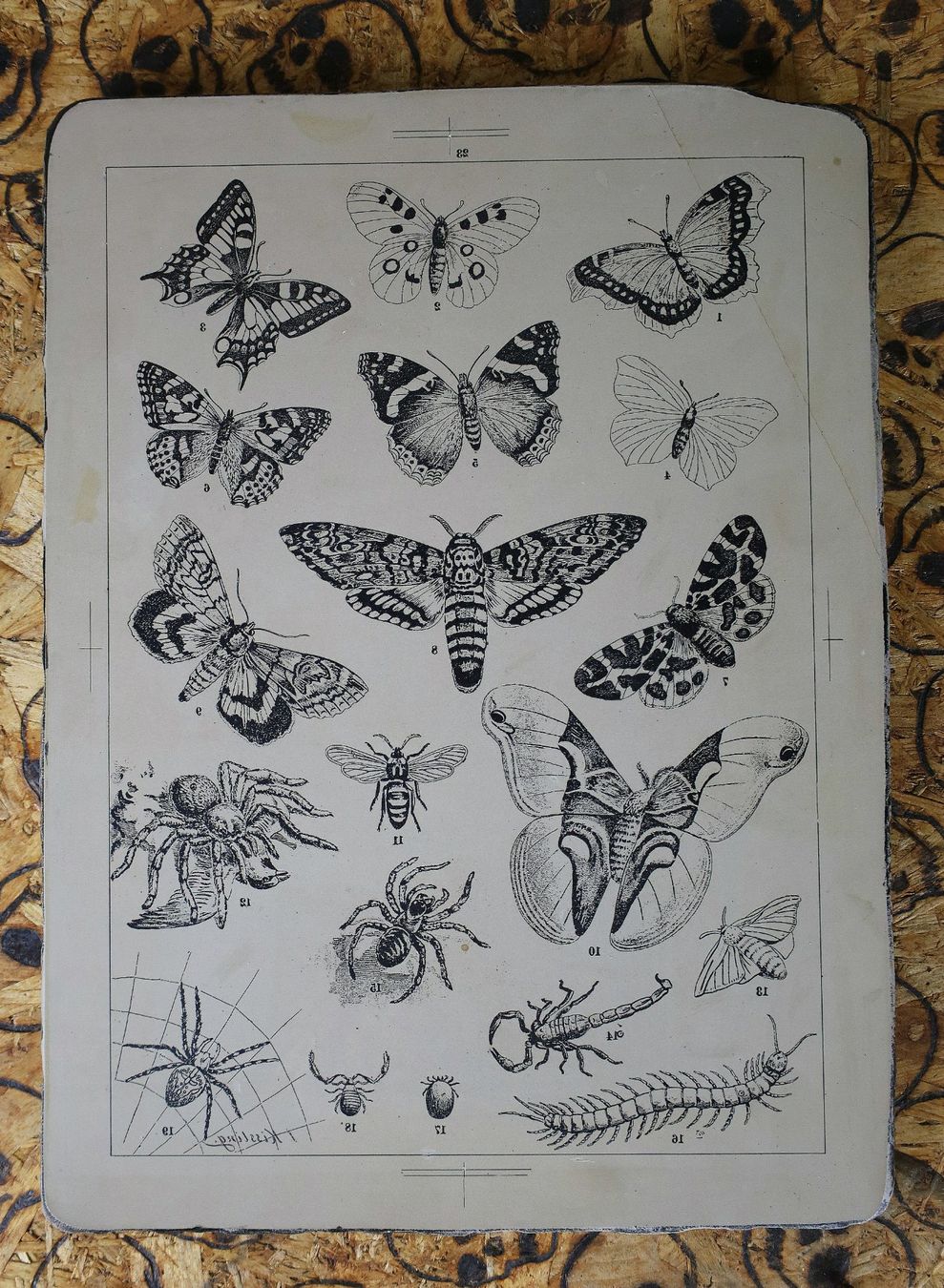 Arts picturaux & lithographies: Lithostein, Lithographie "Schmetterlinge, Spinnen" – D'occasion à Birrwil par brandschatz_birrwil 1
