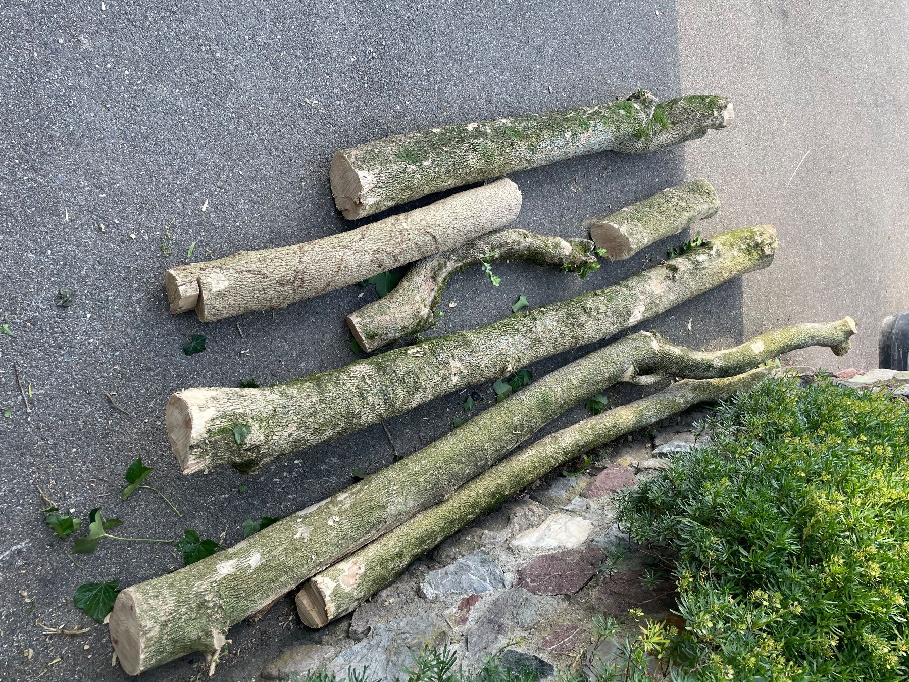 Articoli in legno: Buchsbaum Holz – Usato da Bäretswil venduto da vespischti-8-12-22