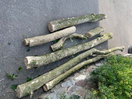 Buchsbaum Holz