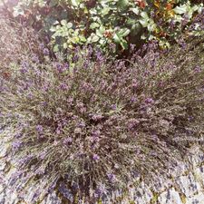 Profile image of -Rosmarin-