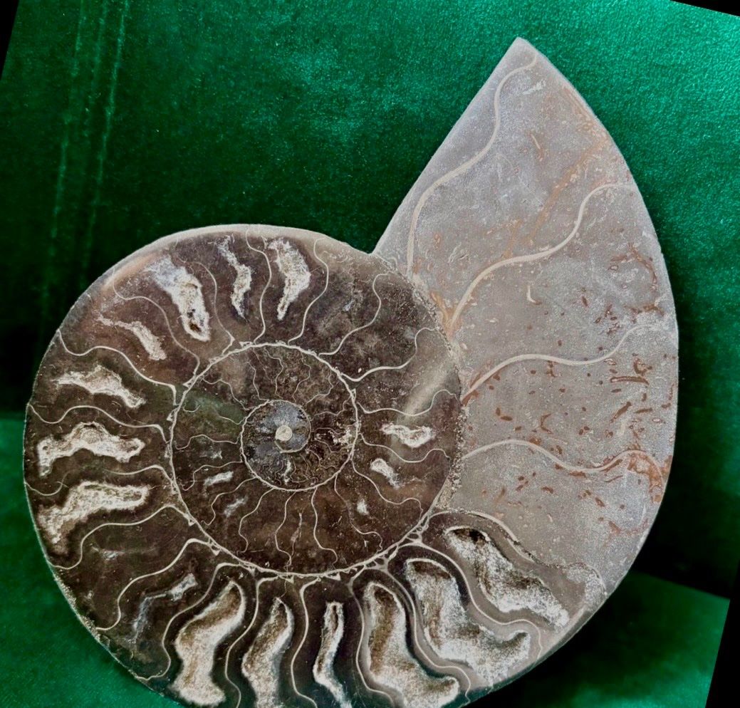 Fossilien: AMMONIT 🌹Madagaskar.17x14 cm – Neu und originalverpackt aus Adliswil von Moroz173