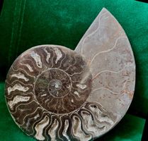AMMONIT 🌹Madagaskar.17x14 cm