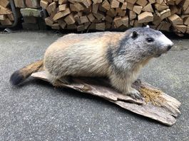 Murmeltier Präparat, aus dem Berner Oberland