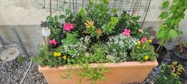 Blumenkasten mit verschiedenen Pflanzen guter Zustand