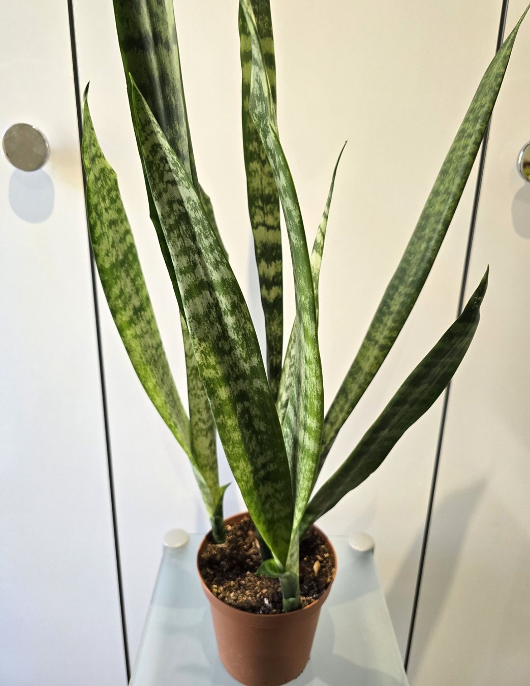 Piante & sementi: Pflanze Sansevieria / Bogenhanf 82 cm – Usato da Oetwil an der Limmat venduto da dhantal 9