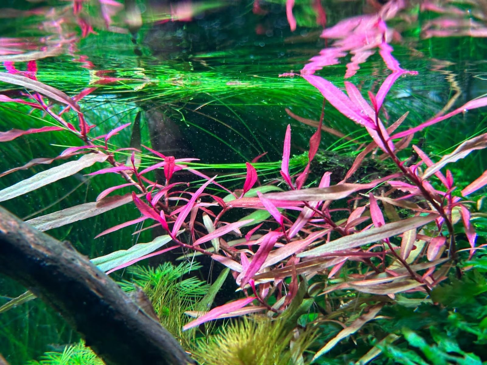 Pflanzen & Samen: Persicaria sp. 'Pak Chong' – Gebraucht aus Winterthur von Aquascaper321
