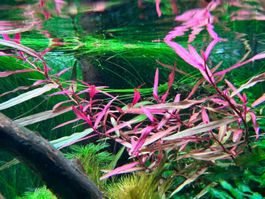 Persicaria sp. 'Pak Chong'