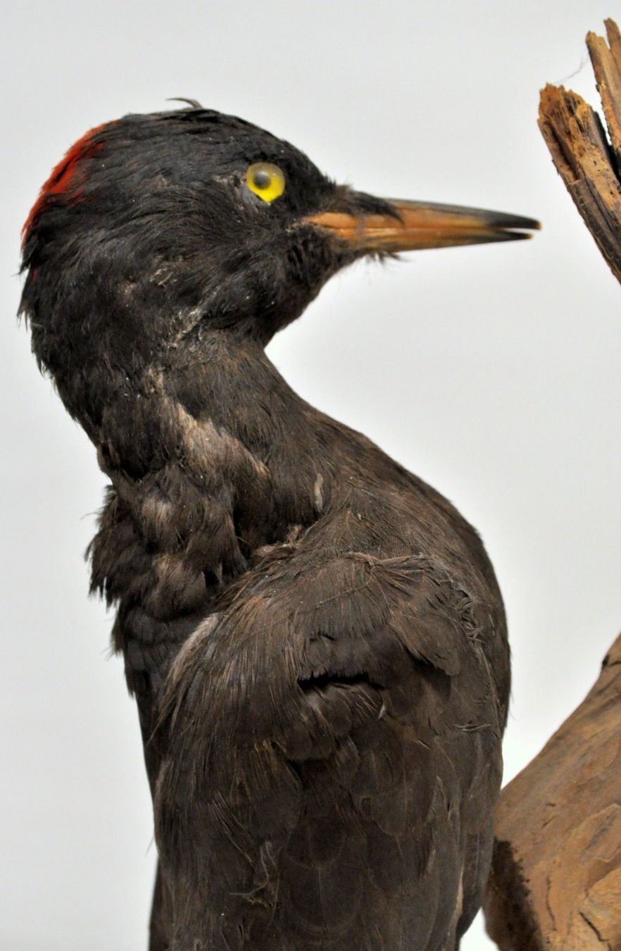 Il mondo degli animali: Pic noir naturalisé – Usato da Neuchâtel venduto da Neuchatel 7