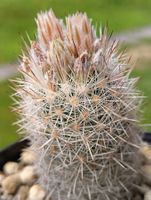 Kakteen, winterhart!! Escobaria organensis, Pflanze