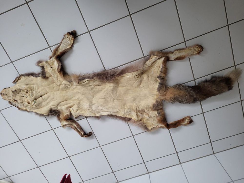 2 Jagd Fuchsfelle 4