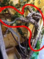 Grosser Korkast / Terrarienast