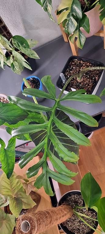 Piante & sementi: Alocasia Brancifolia – Nuovo e nell'imballaggio originale da Wallenwil venduto da LadyLeaf_Ellis1 2