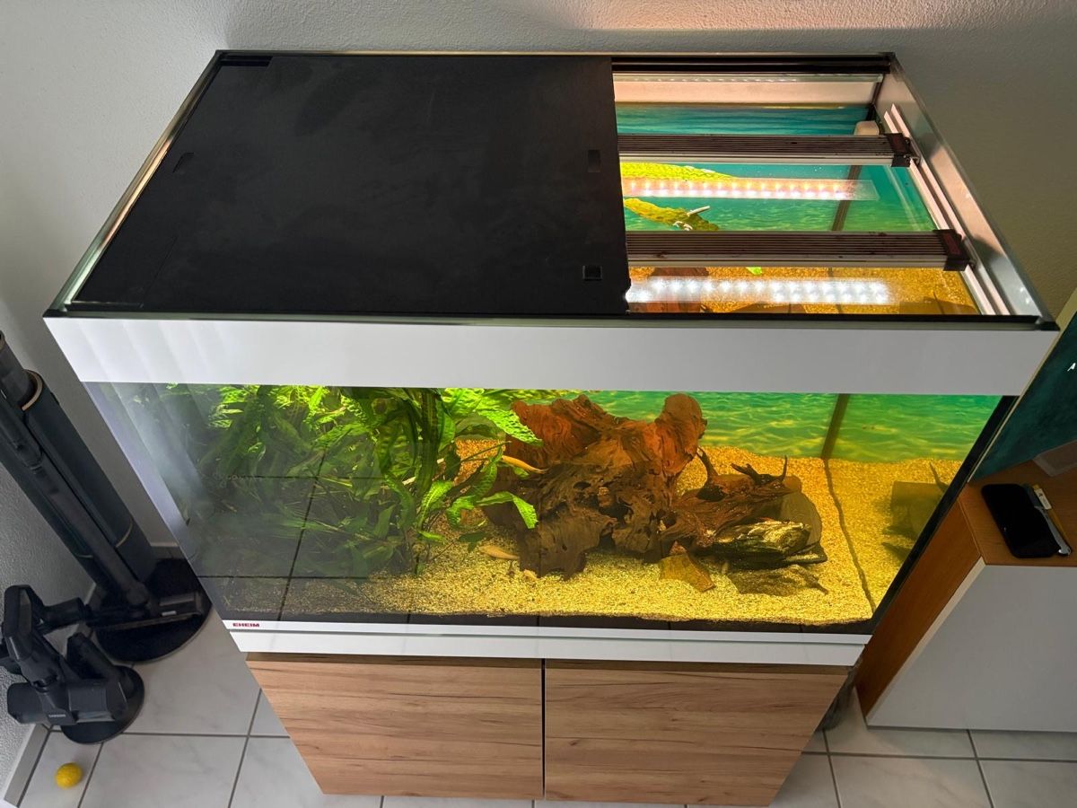 Acquari: Eheim Incpiria 330 Aquarium – Usato da Dagmersellen venduto da Dej7 2